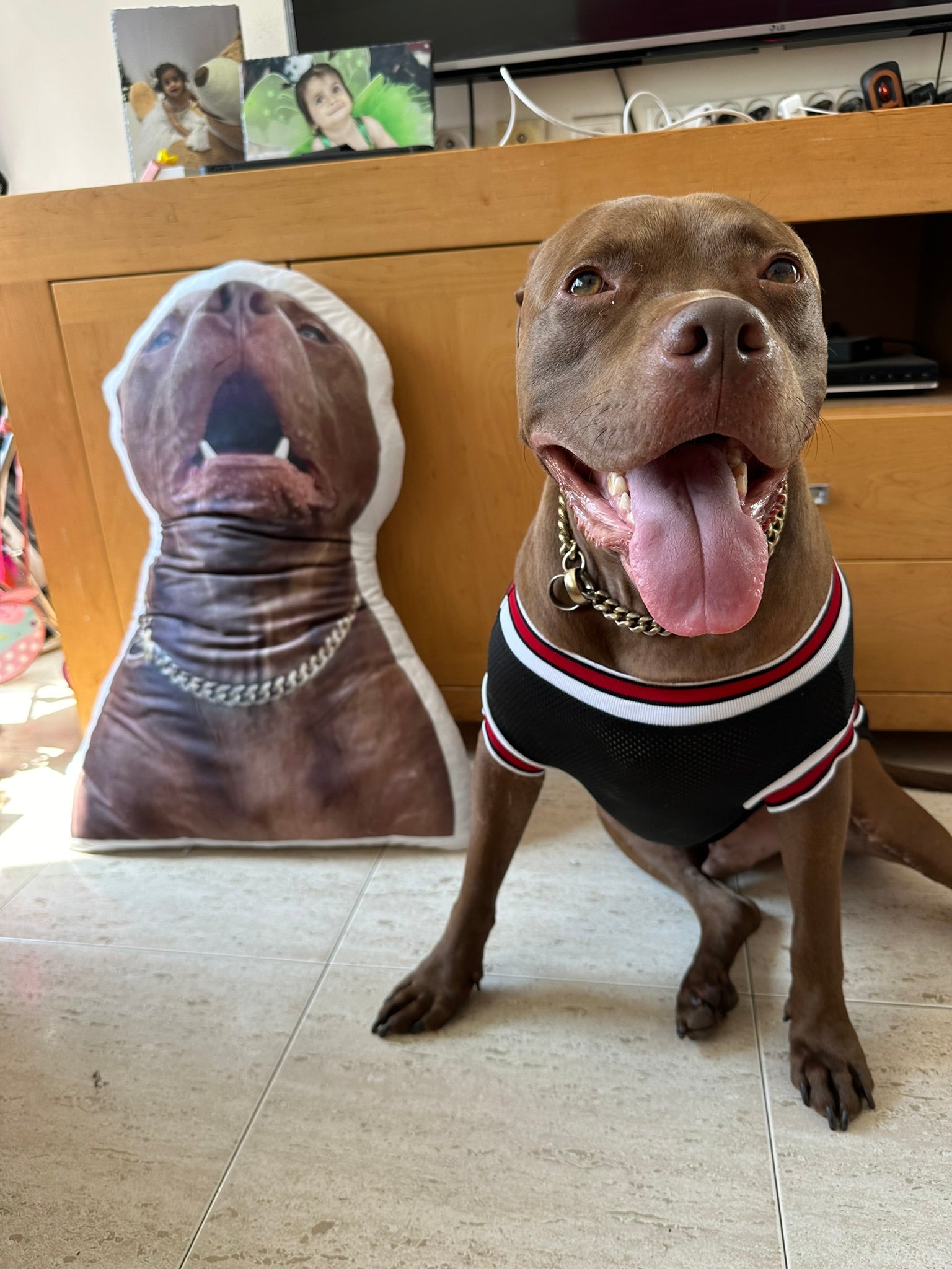 כרית חיית מחמד פרופילוס